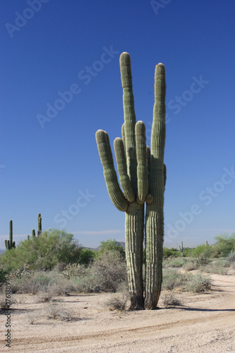 two giant saguaro  cactus.