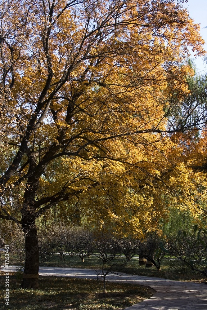 Fototapeta premium maple leaf