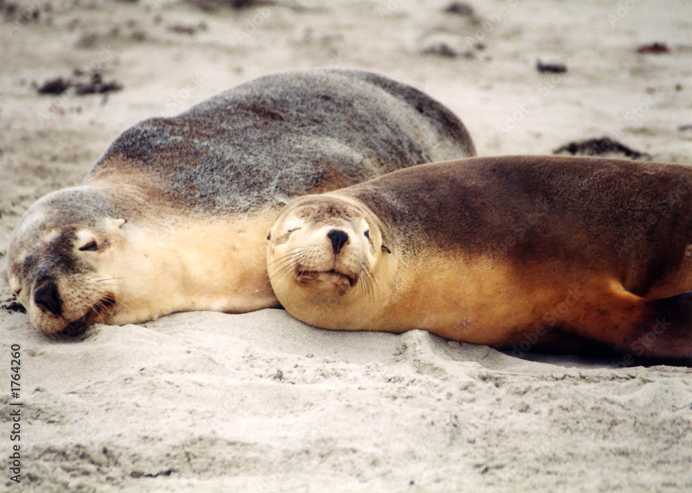 Fototapeta premium sea lions