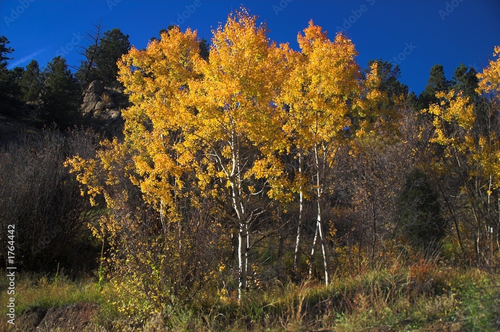 yellow autumn trees in colorado