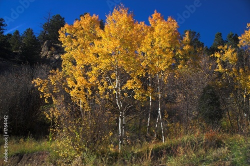 yellow autumn trees in colorado