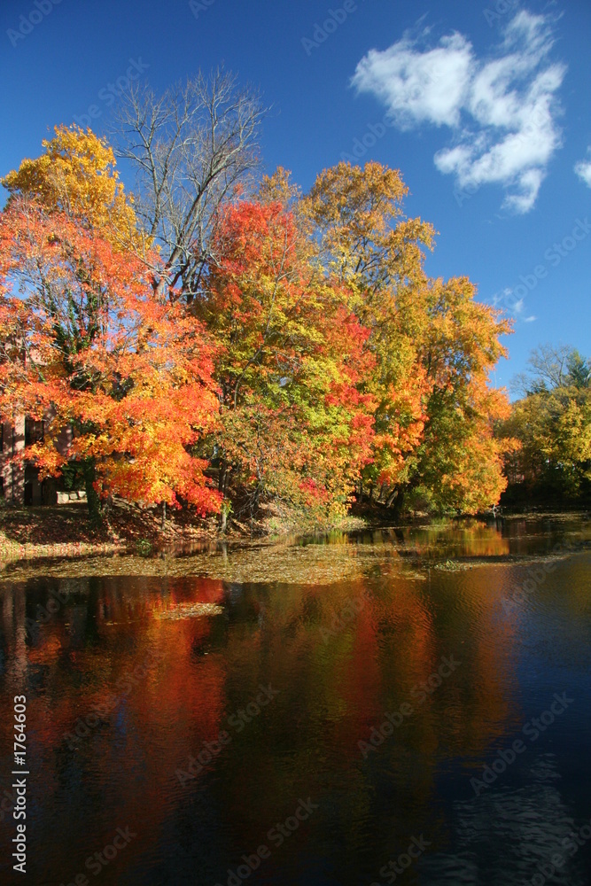 fall trees overlooking river