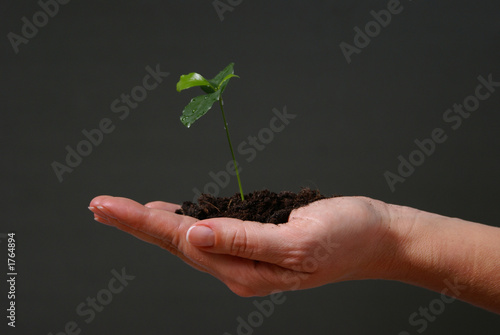 Photography seedling