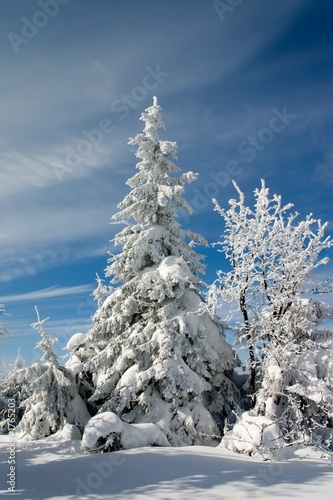 winter land and trees