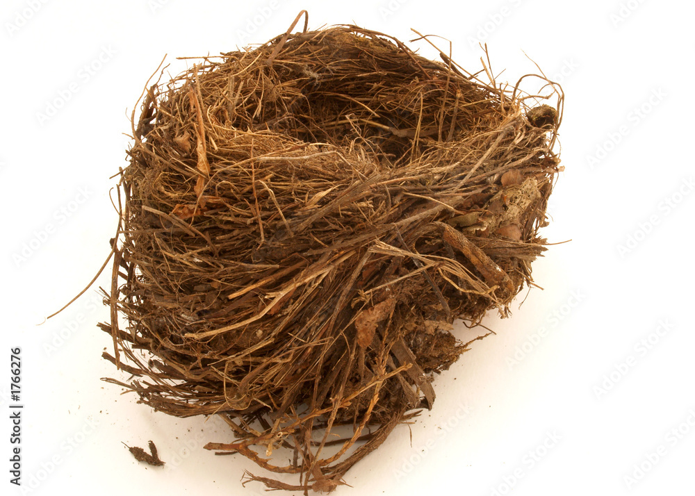 Obraz premium birds nest