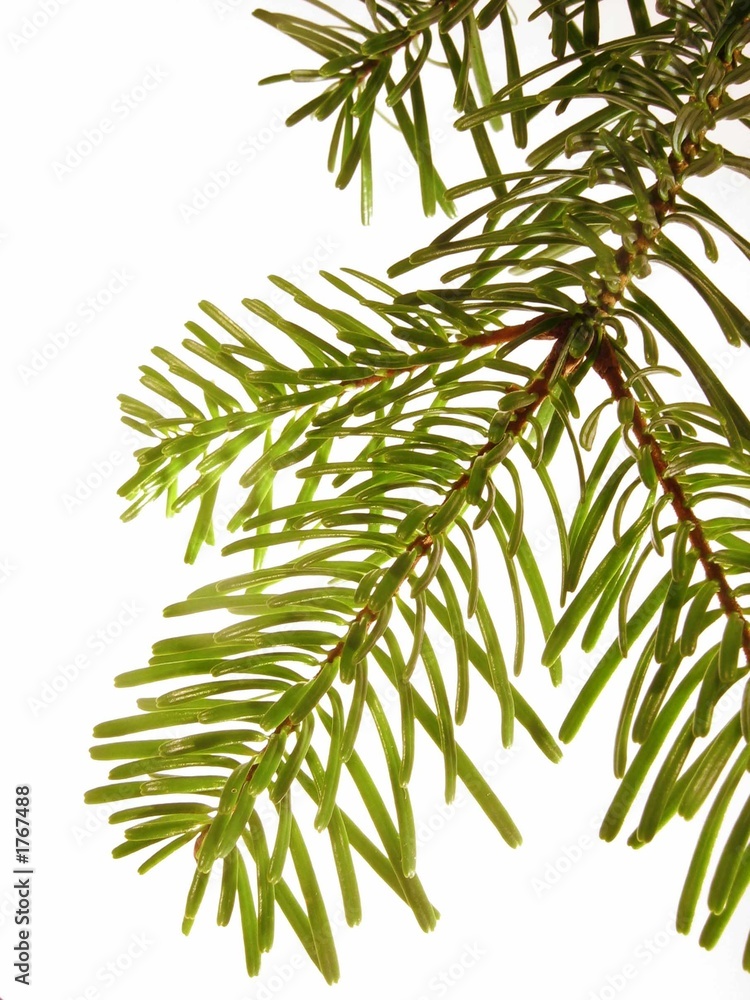 tannenzweig tannenzweig