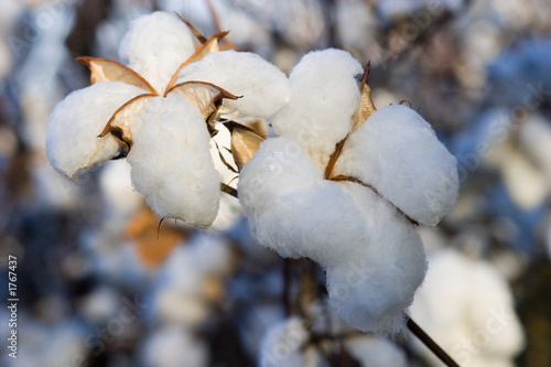 cotton balls still on the plant and ready to harvest. © Guy Sagi