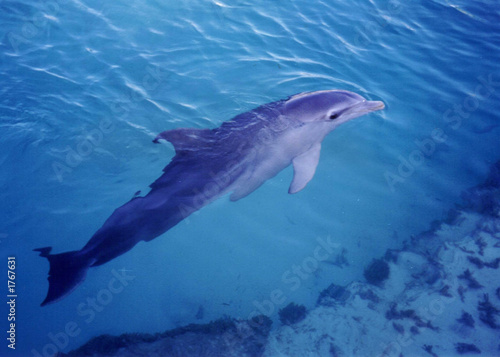 delfin © pablo kaulinis
