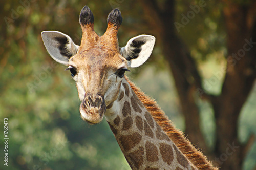 young giraffe © Adrian Hillman