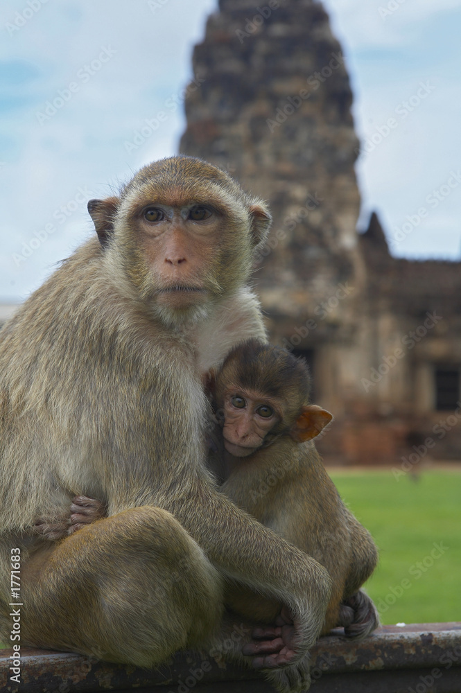 Fototapeta premium 4702 monkey-26