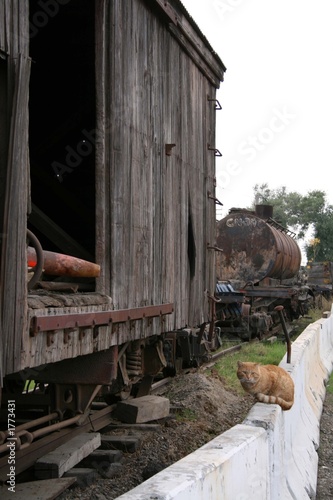 railroad car,cat,kitten