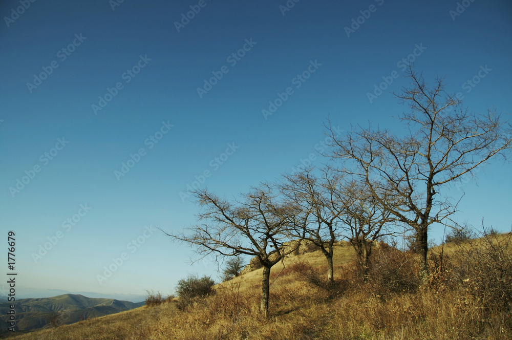 Fototapeta premium trees and yellow grassland in mountain