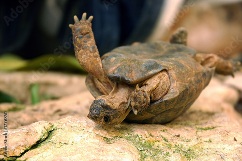 overturned turtle