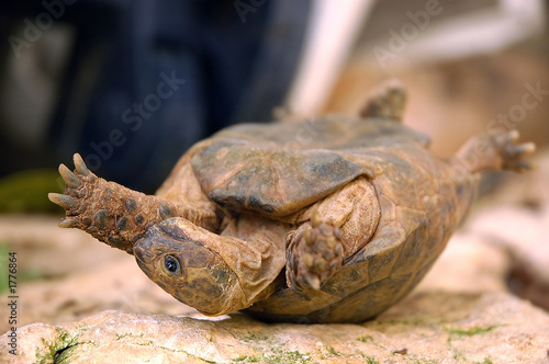 Canvas Print overturned turtle