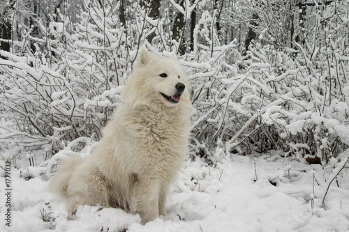 samoyed dog in the snow bushes photo