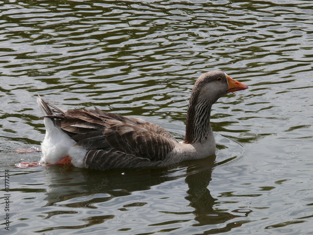 Fototapeta premium goose