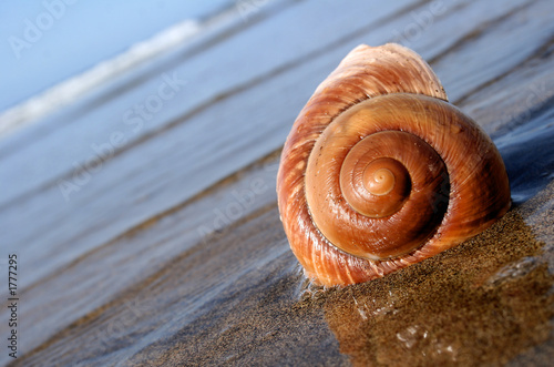 caracol de mar