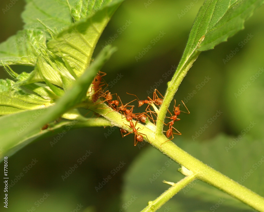 Naklejka premium allants