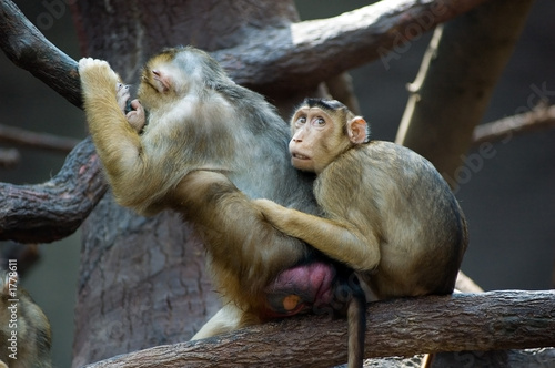 macaques