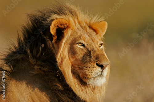 Fototapeta Naklejka Na Ścianę i Meble -  african lion