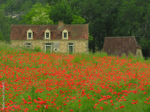 coquelicots