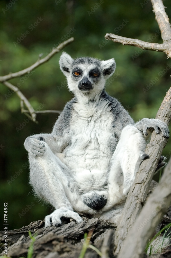 Fototapeta premium lemur