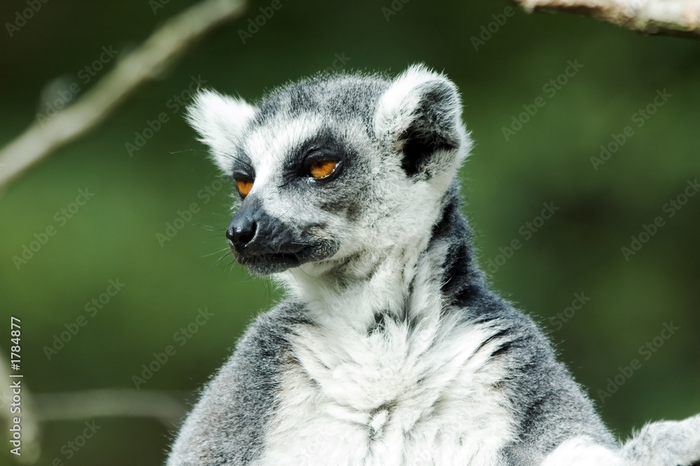 lemur lemur
