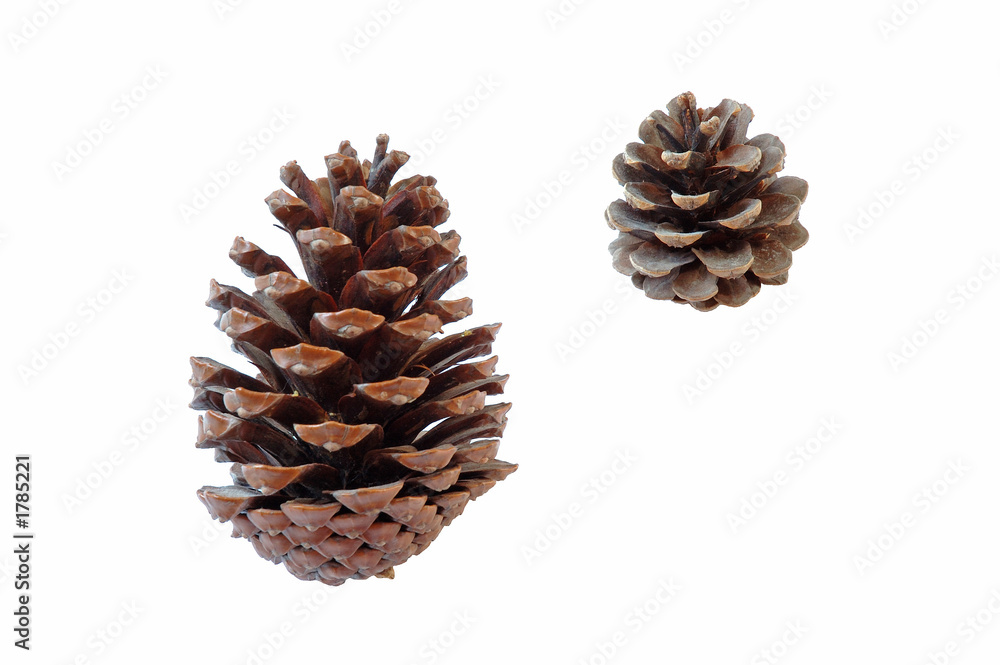 pine cones pine cones