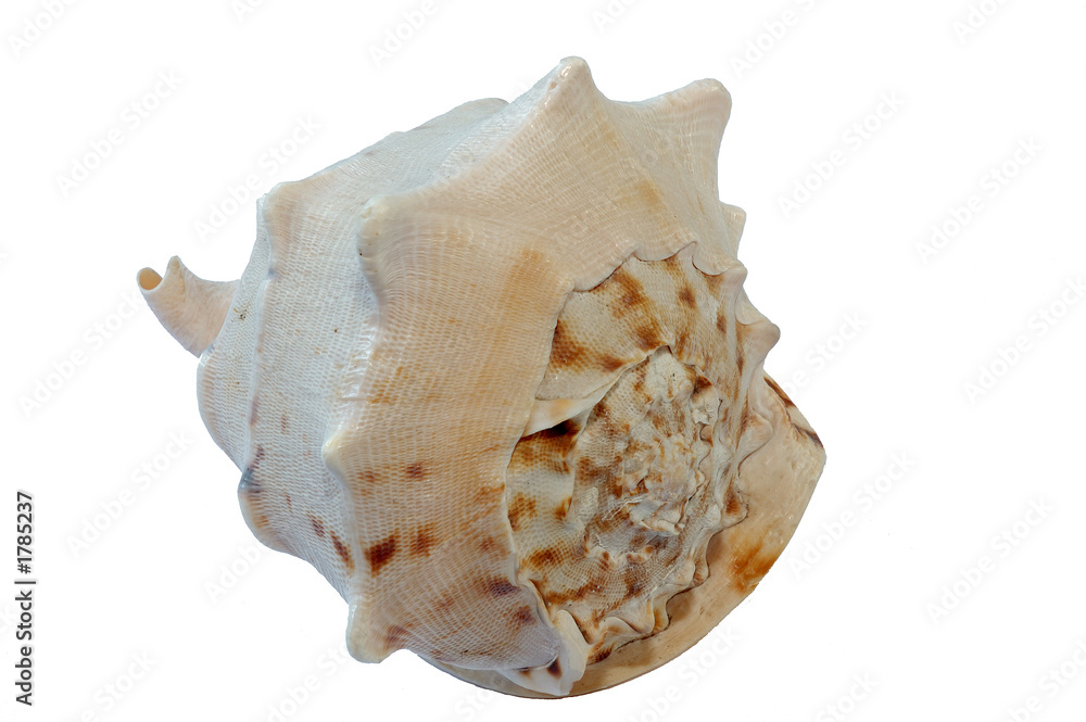 seashell