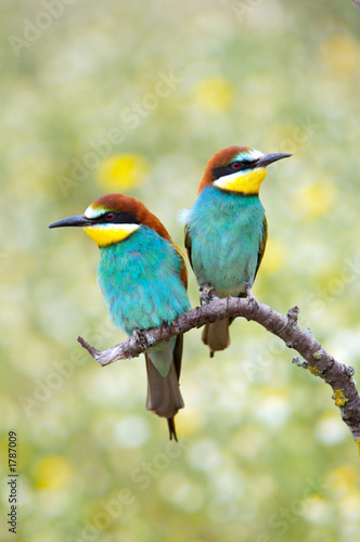 enamored birds © Gelpi