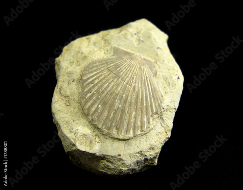 fossil