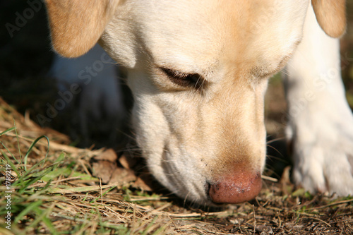 dog sniffing © Tinka