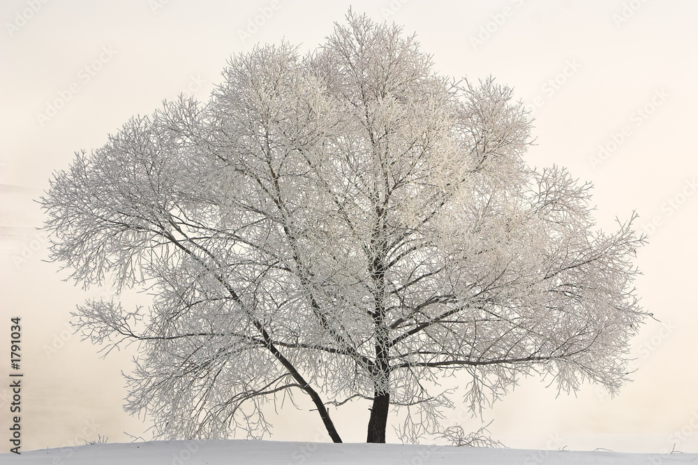 winter landscape