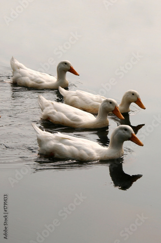 white ducks in formation