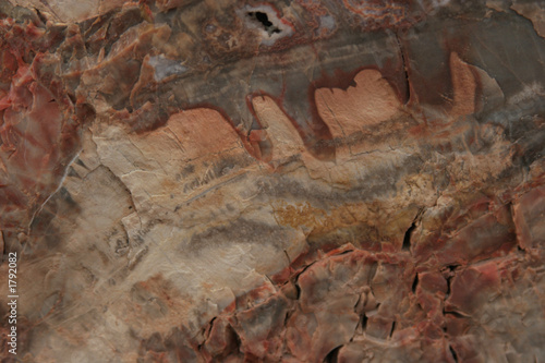 petrified wood