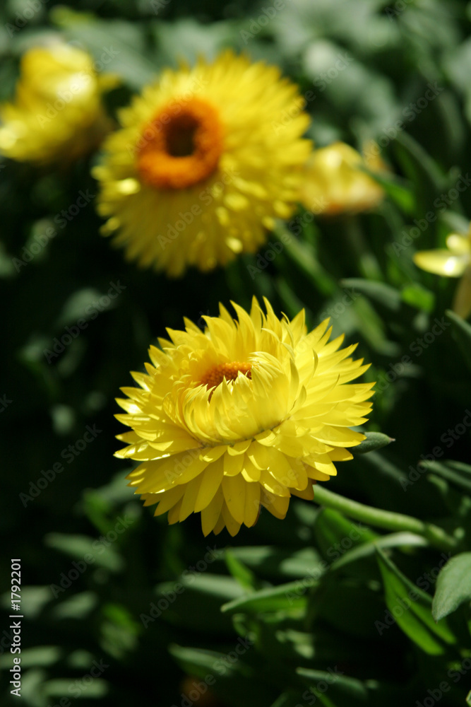 yellow flowers yellow flowers