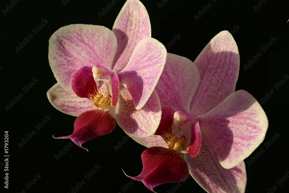 two violet orchid phalaenopsis on black background two violet orchid phalaenopsis on black background