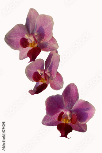 Fototapeta Naklejka Na Ścianę i Meble -  violet phalaenopsis