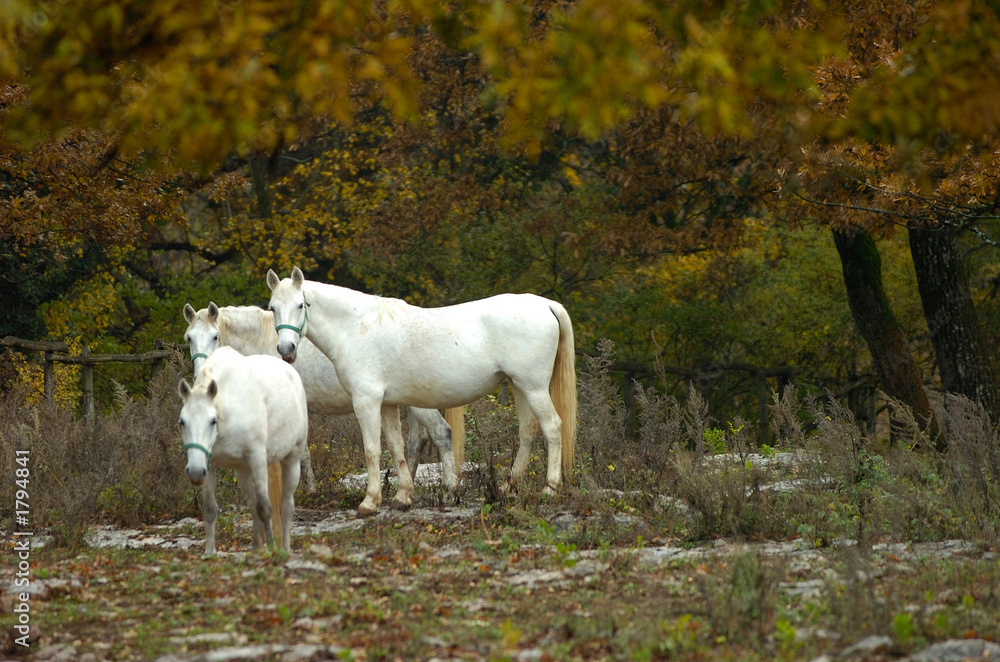 lipica autumn lipica autumn