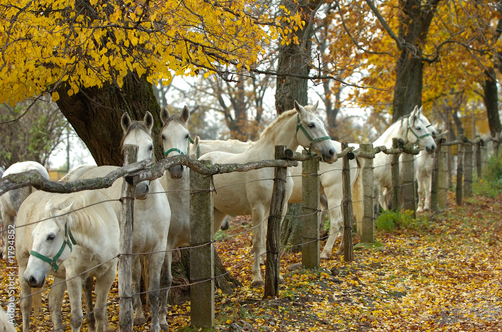 Naklejka premium lipica autumn