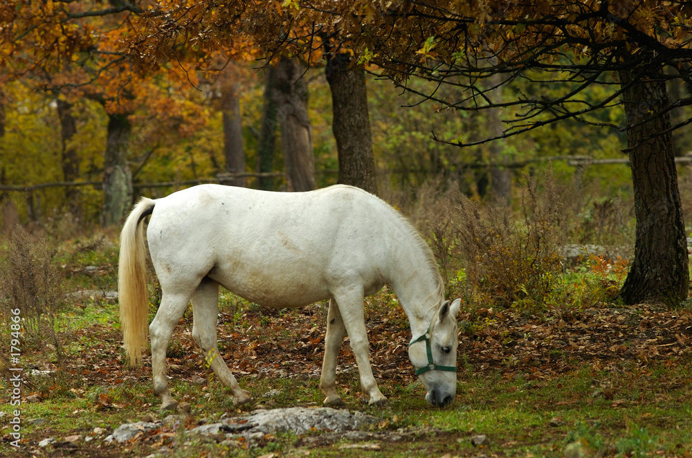 lipica autumn lipica autumn