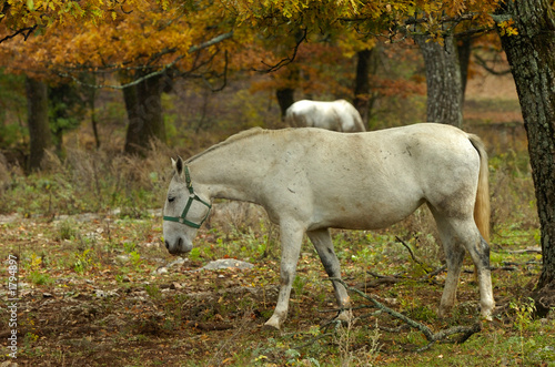 lipica autumn