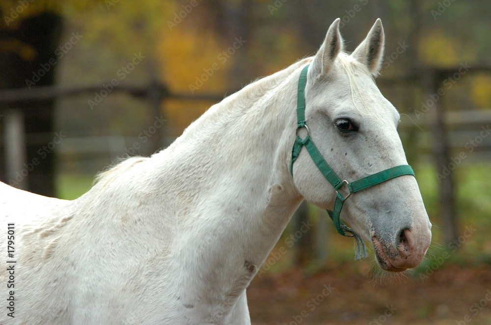 Obraz premium lippizaner