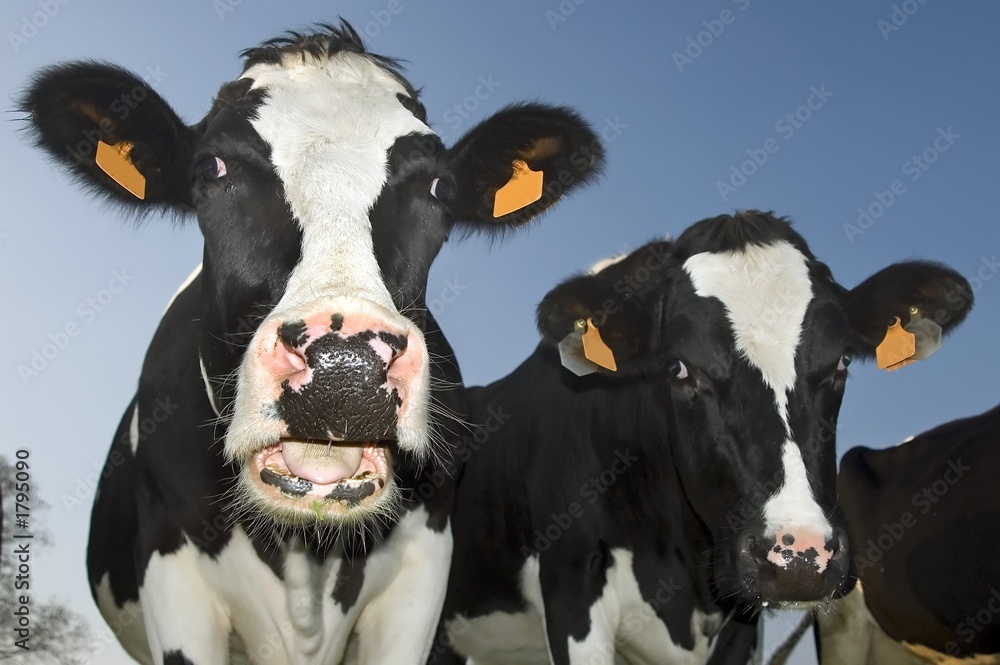 cow with open mouth looking at lens