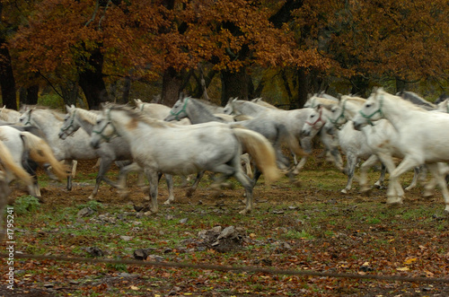 lipica autumn