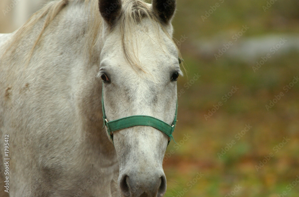 Obraz premium lipica autumn