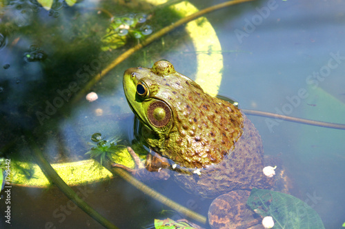 frog on flowerpot 2