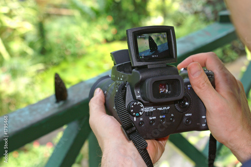 Photography taking pictures of butterflies