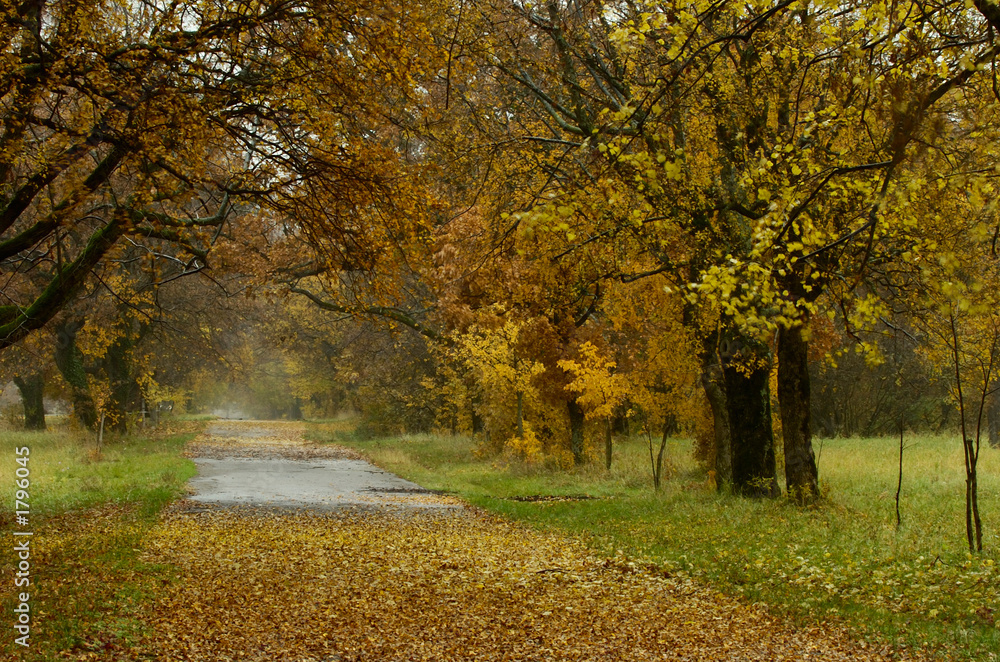 Naklejka premium lipica autumn