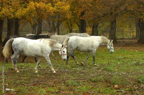 lipica autumn